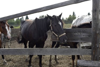 Temiz havadaki çayırdaki atlar.