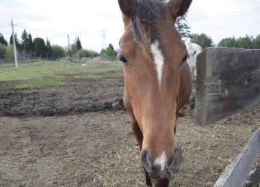 Temiz havadaki çayırdaki atlar.