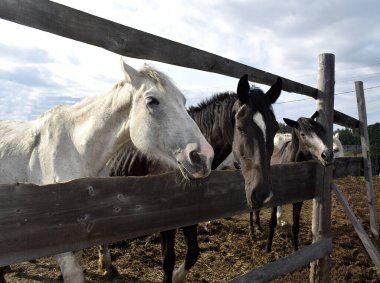 Temiz havadaki çayırdaki atlar.