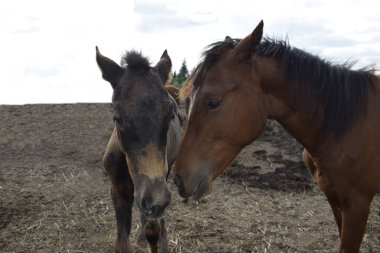Temiz havadaki çayırdaki atlar.
