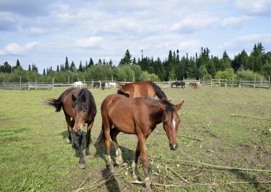 Atlar temiz havada yürür.