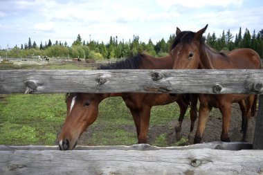 Atlar temiz havada yürür.