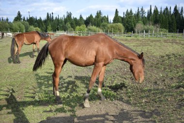 Atlar temiz havada yürür.