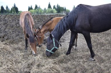 Atlar temiz havada yürür.