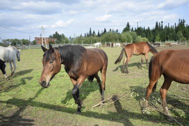 Atlar temiz havada yürür.