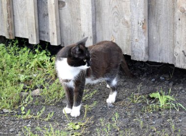 Bir kedi temiz havada yürür