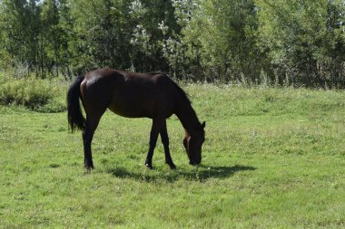 bir at bir çayır grazes.