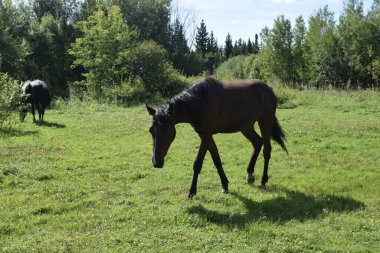 bir at bir çayır grazes.