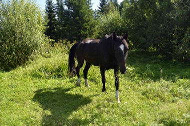 bir at bir çayır grazes.