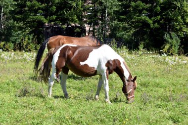Atlar çayırda otluyor.