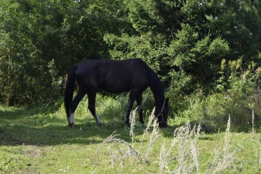 bir at bir çayır grazes.