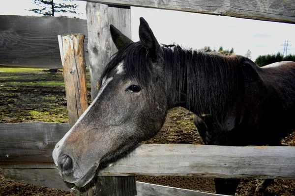 Temiz havadaki çayırdaki atlar.