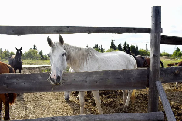 Temiz havadaki çayırdaki atlar.