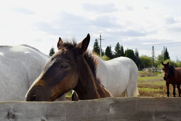 Temiz havadaki çayırdaki atlar.