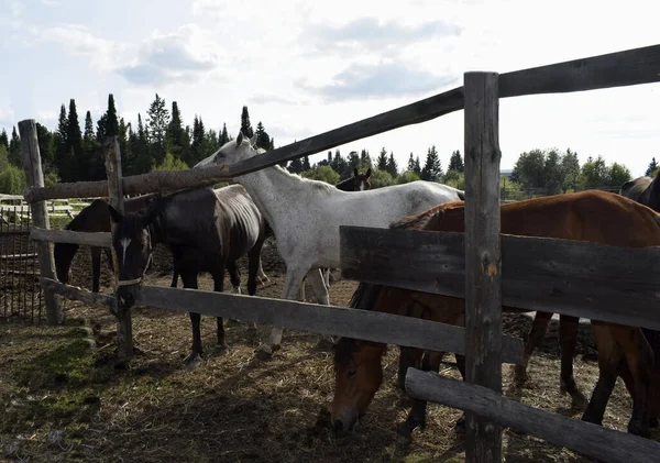 Temiz havadaki çayırdaki atlar.