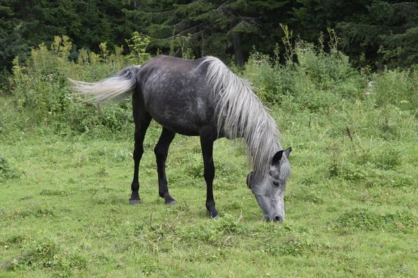 Bir Bir Çayır Grazes — Stok fotoğraf