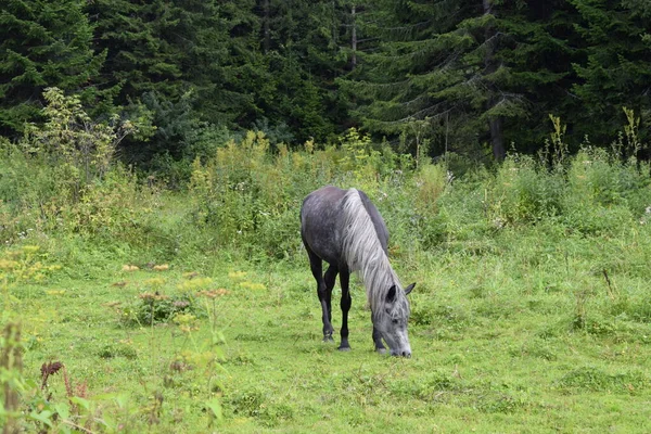 Ein Pferd Grast Auf Einer Weide — Stockfoto