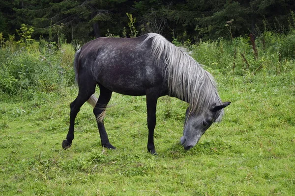 Cheval Broute Dans Une Prairie — Photo