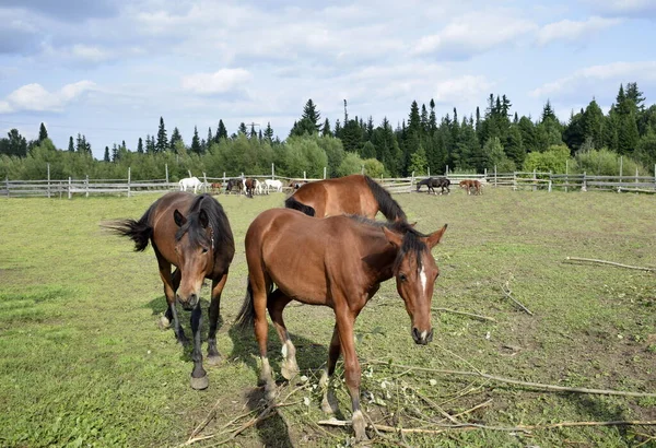 Konie Chodzą Świeżym Powietrzu — Zdjęcie stockowe