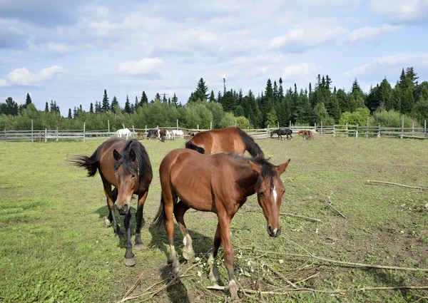 Atlar temiz havada yürür.