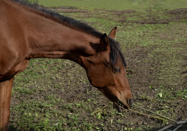 Cavalo Pastoreia Prado — Fotografia de Stock
