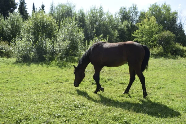 Cheval Broute Dans Une Prairie — Photo