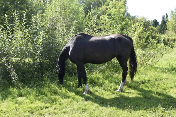 一匹马在草地上觅食 — 图库照片