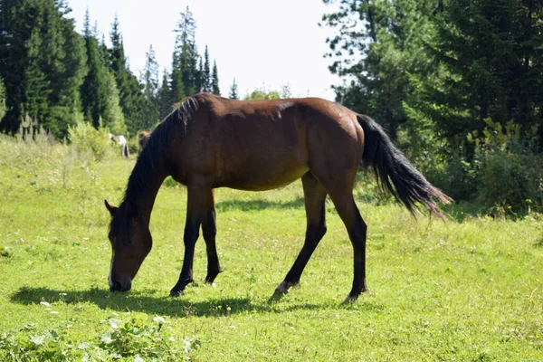 Ein Pferd Grast Auf Einer Weide — Stockfoto