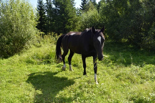 bir at bir çayır grazes.