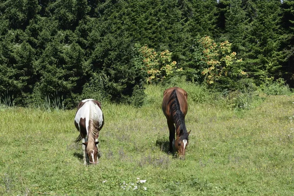 Pferde Grasen Auf Einer Weide — Stockfoto