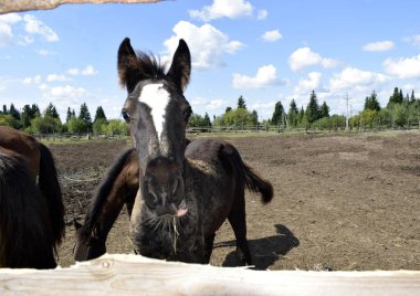 Çayırda bir tay, temiz havada