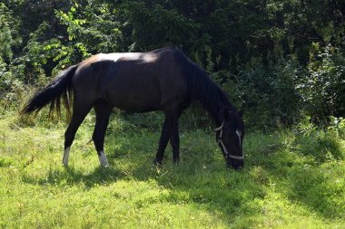 Otlaktaki at, at, tay