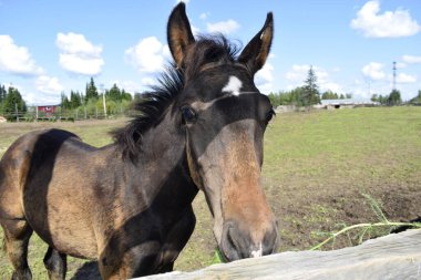 Çayırda temiz havada bir at.