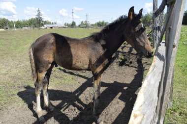 Çayırda temiz havada bir at.