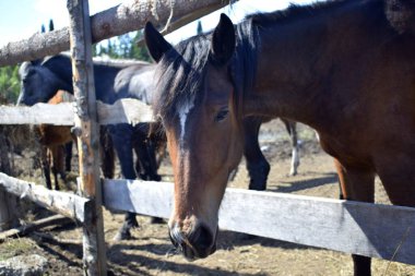 Çayırda temiz havada bir at.