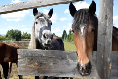 Çayırda temiz havada bir at.