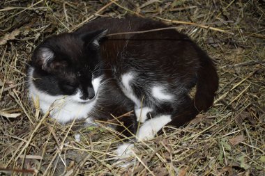 Kedi samanlıkta yatıyor.