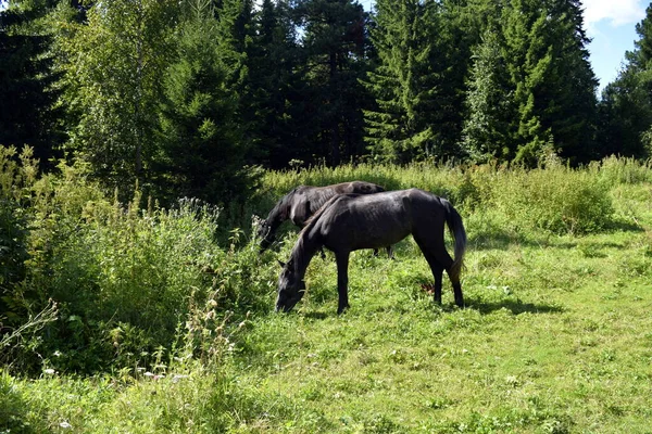 Pferde Auf Der Weide Weidende Pferde — Stockfoto