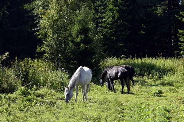 Koń Pastwisku Koń Źrebak — Zdjęcie stockowe