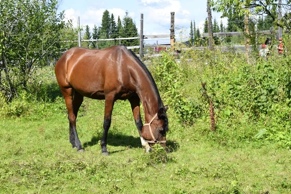 Cheval Dans Pâturage Cheval Poulain — Photo