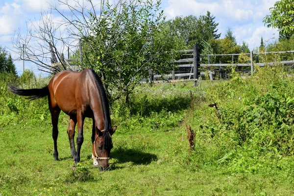 Cheval Dans Enclos Air Frais — Photo