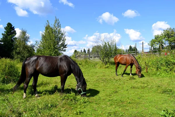 Pferde Auf Der Weide Weidende Pferde — Stockfoto