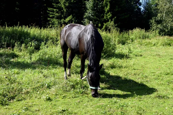 Cheval Dans Pâturage Pâturage — Photo