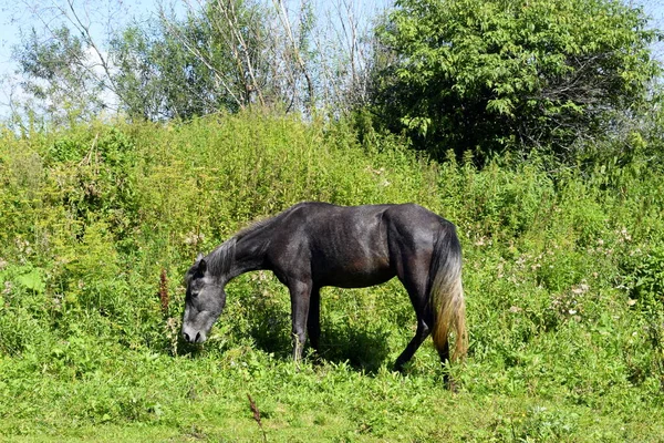 牧场上的马 牧场上的马 — 图库照片