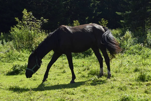 Cheval Dans Pâturage Pâturage — Photo