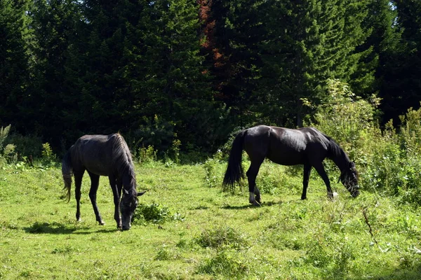 Лошади Пастбище Пасущиеся Лошади — стоковое фото