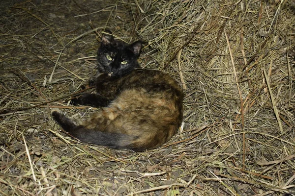 Katten Ligger Höet — Stockfoto