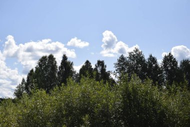 Yaz manzarası, çayır ve bulutlu gökyüzü.