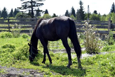 Papatyalar tarlada yetişiyor