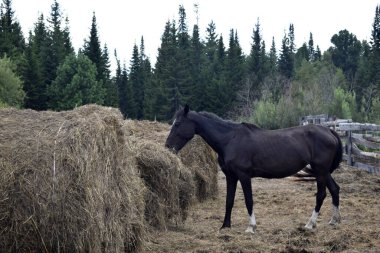 Bir at temiz havada saman yer.